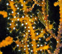 Astrogorgia sp.